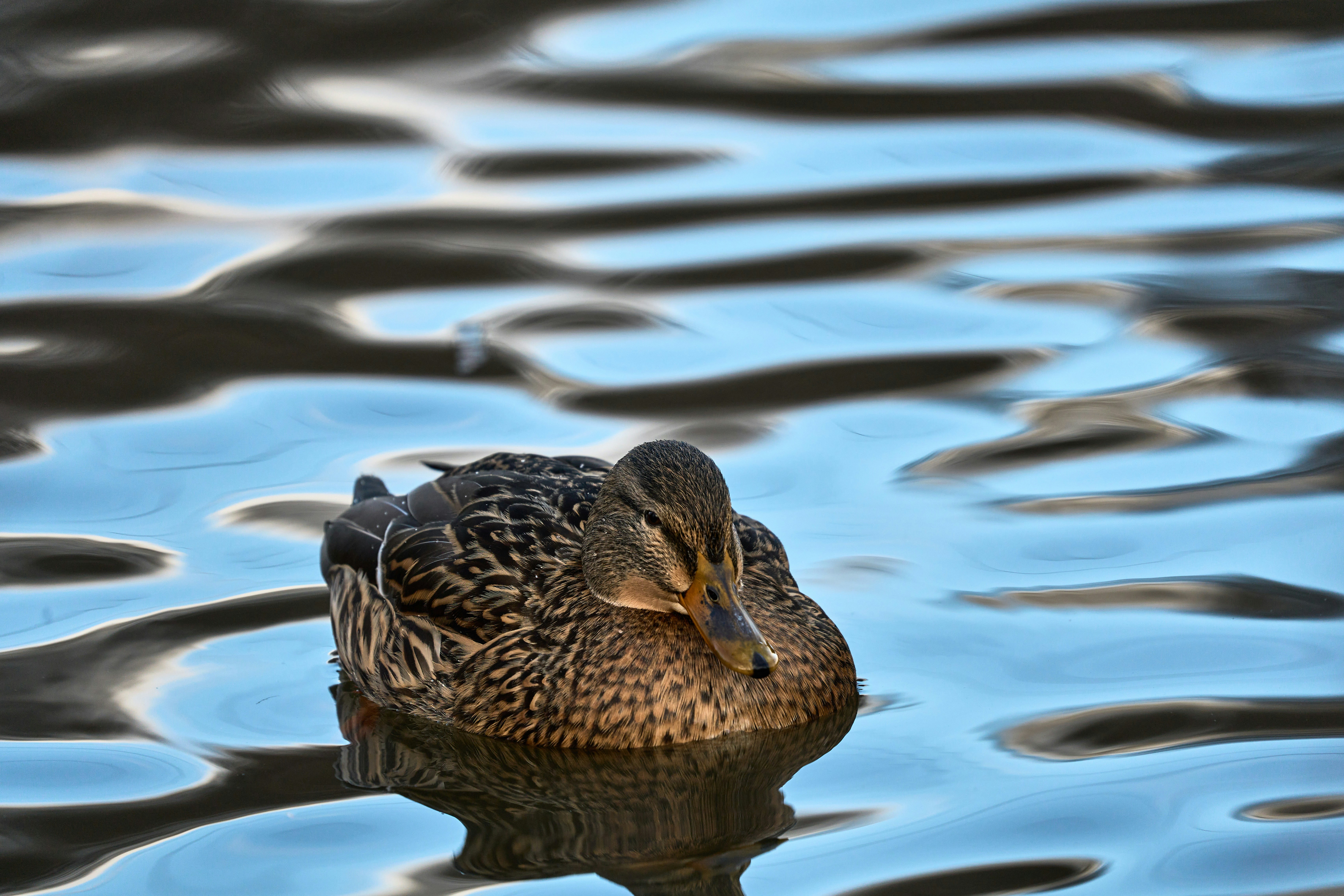 Photo by wolfgang_hasselmann