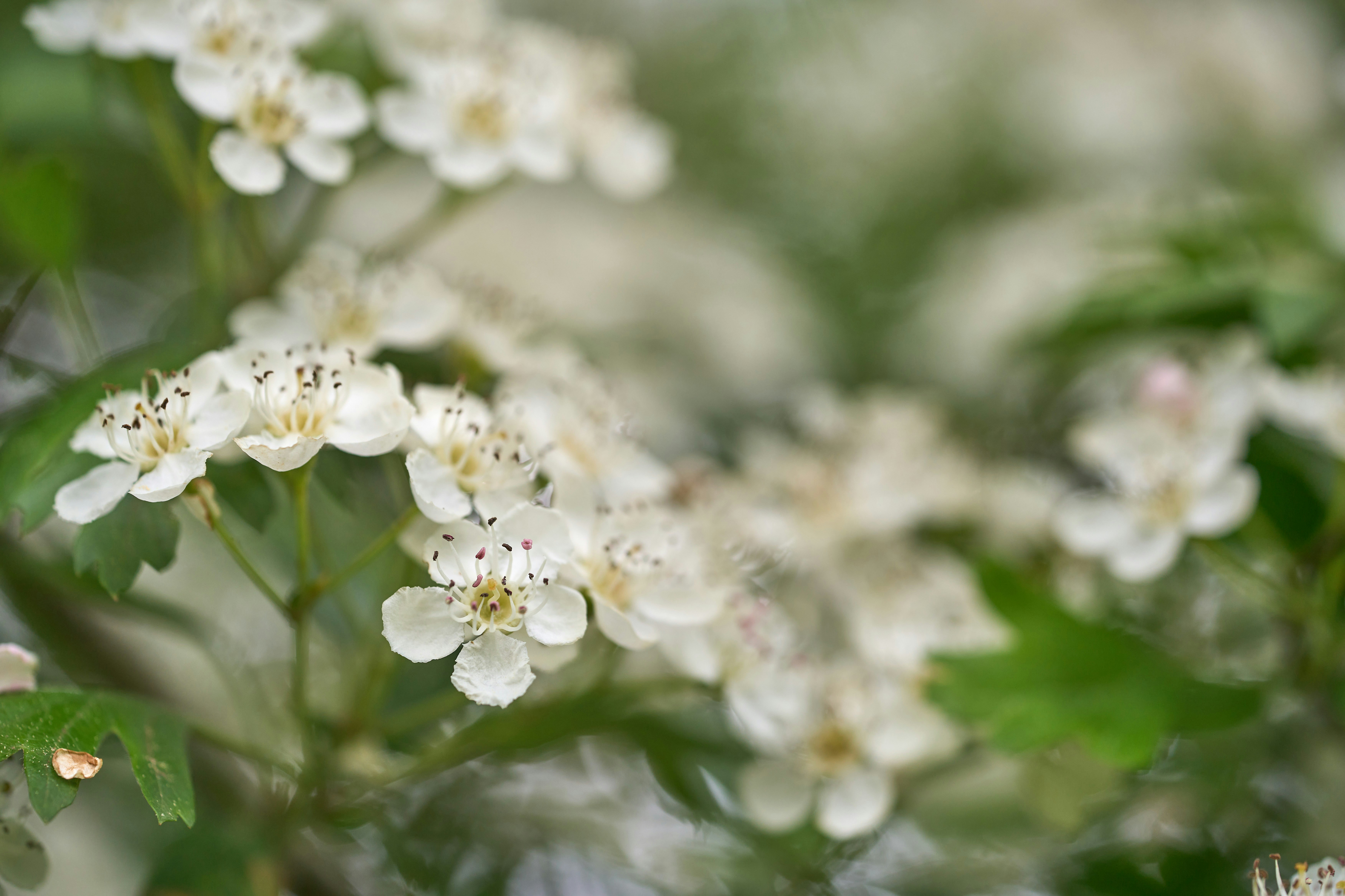 Photo by wolfgang_hasselmann