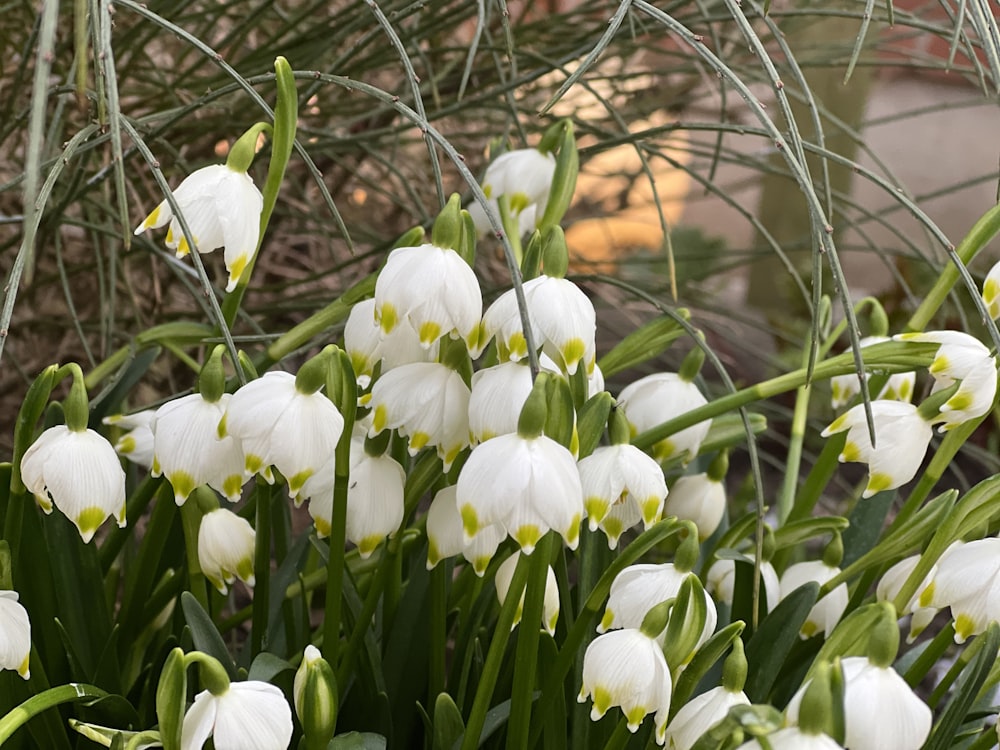 a bunch of white flowers in a garden