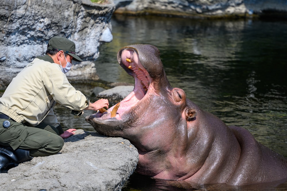 Un uomo che alimenta un ippopotamo nell'acqua