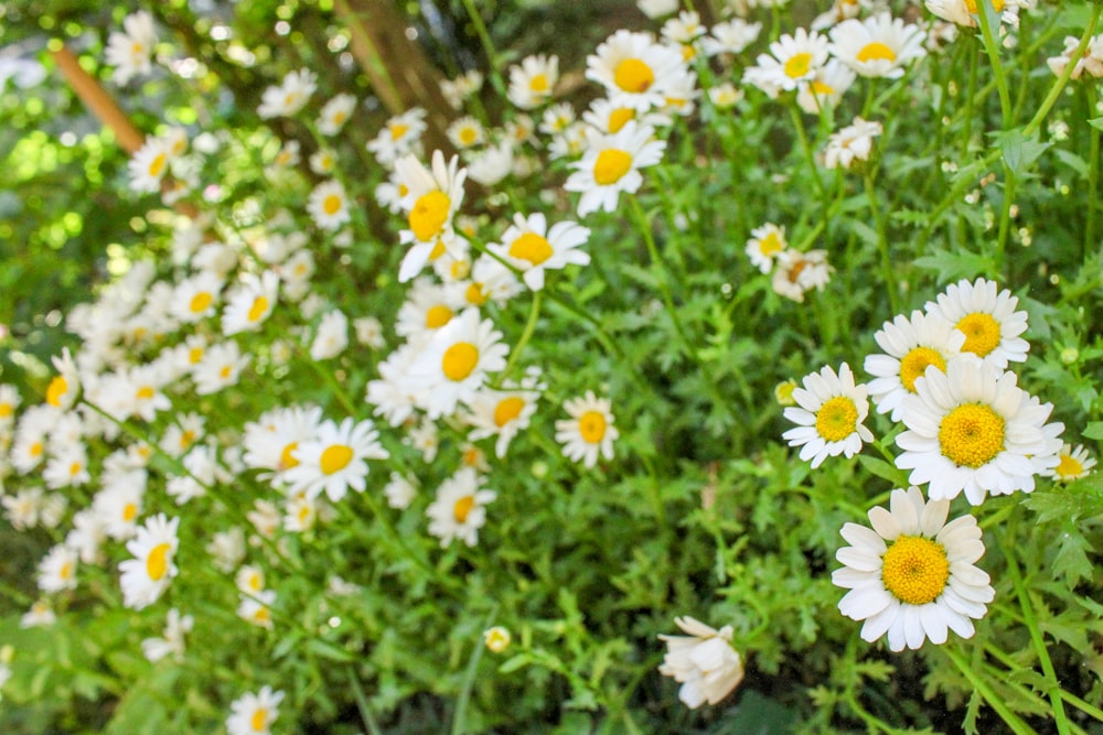 a bunch of white and yellow flowers in a garden