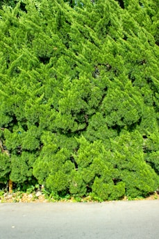 A dense, lush green hedge composed of tightly packed coniferous branches, growing along the edge of a paved road. The hedge is well-maintained and forms an unbroken vertical expanse of foliage. Beneath the hedge, small plants and some dried leaves scatter along the ground.