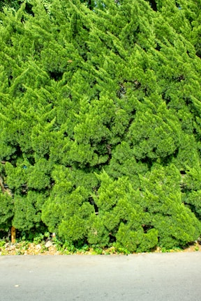 A dense, lush green hedge composed of tightly packed coniferous branches, growing along the edge of a paved road. The hedge is well-maintained and forms an unbroken vertical expanse of foliage. Beneath the hedge, small plants and some dried leaves scatter along the ground.
