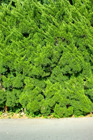 A dense, lush green hedge composed of tightly packed coniferous branches, growing along the edge of a paved road. The hedge is well-maintained and forms an unbroken vertical expanse of foliage. Beneath the hedge, small plants and some dried leaves scatter along the ground.
