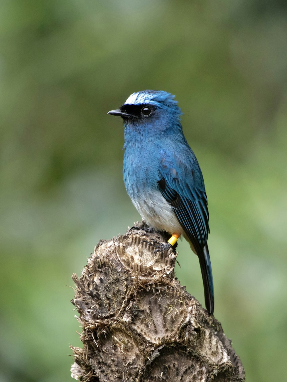 a blue bird sitting on top of a piece of wood