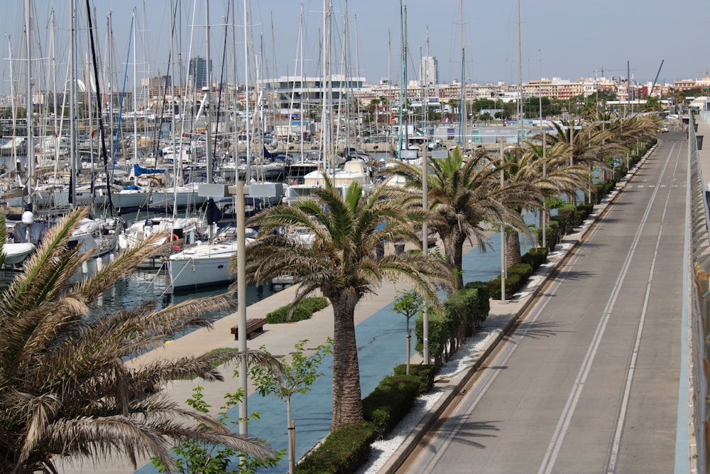 a street lined with palm trees next to a marina