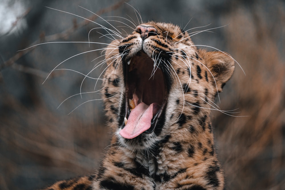 a close up of a cat yawning with its mouth open