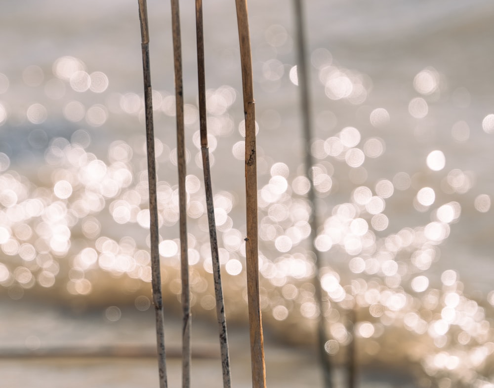um close up de um monte de varas perto de um corpo de água