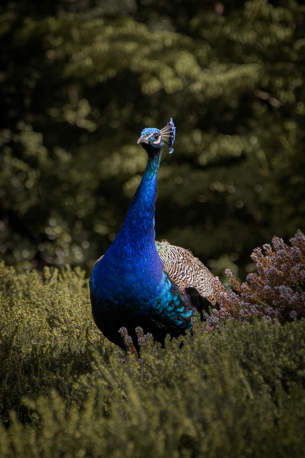 a blue peacock standing in a field of tall grass