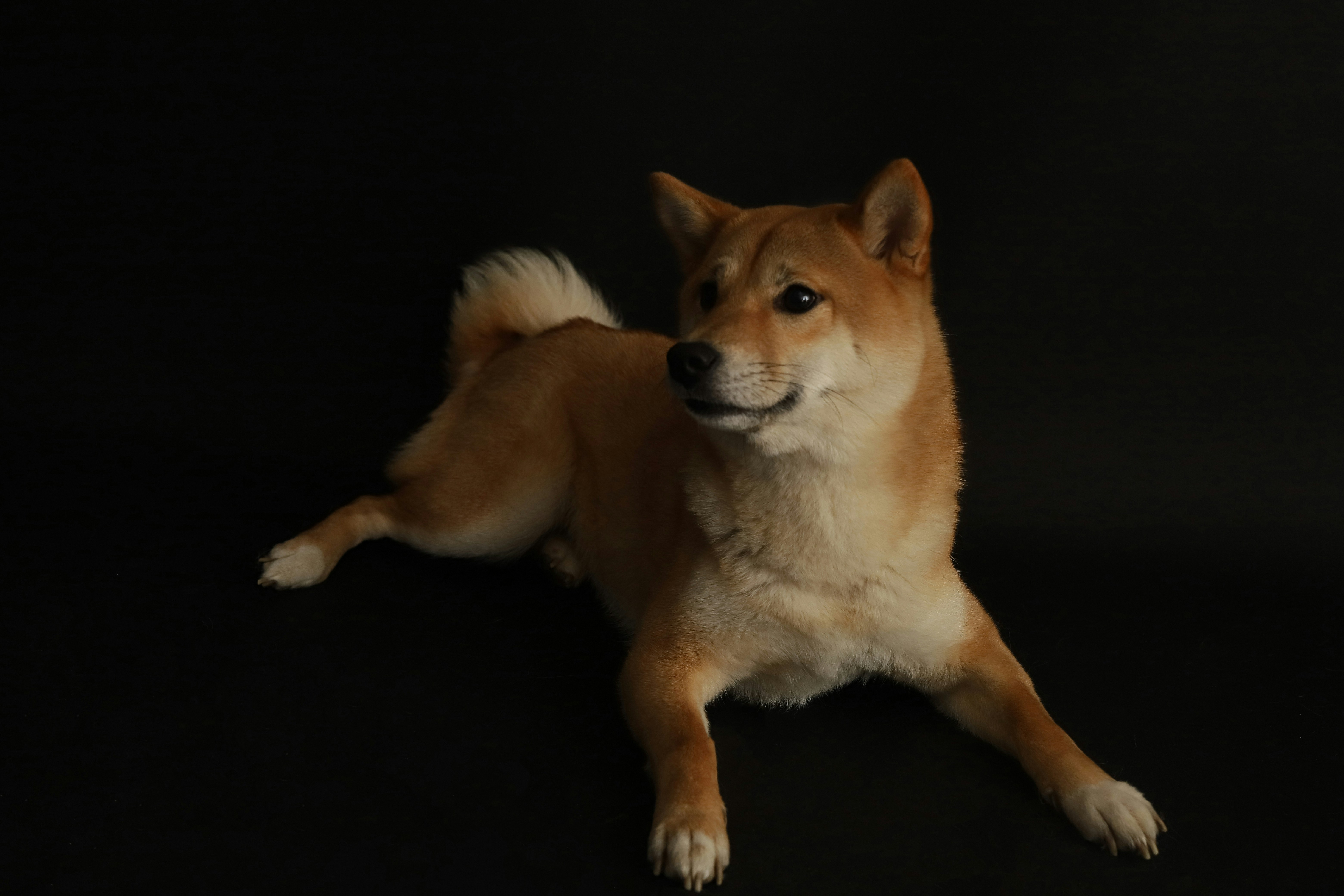 What Your Dog’s Tail Position Really Means