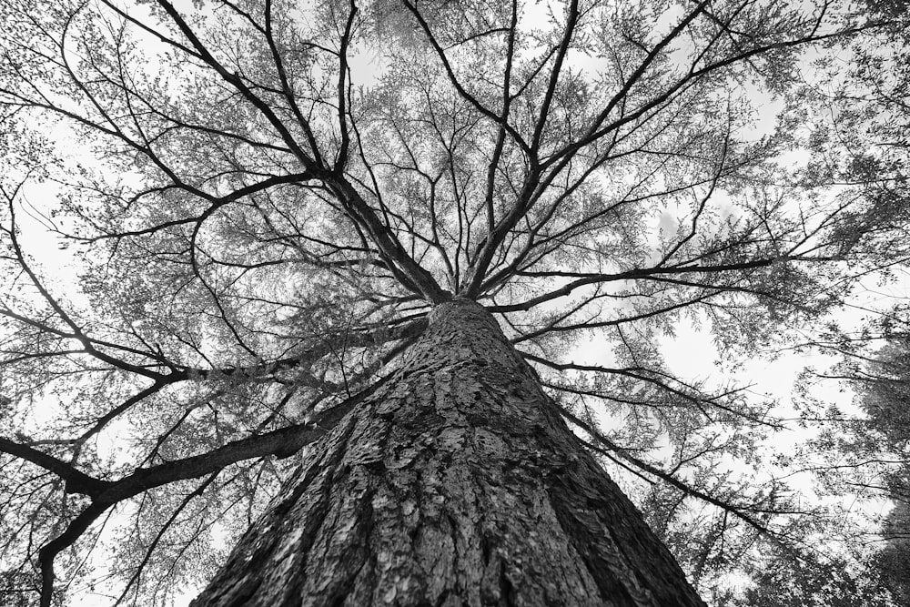 a black and white photo of a tall tree