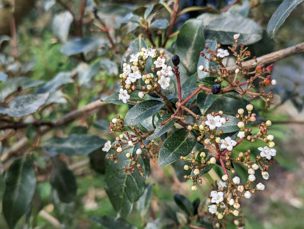 a bush with white flowers and green leaves