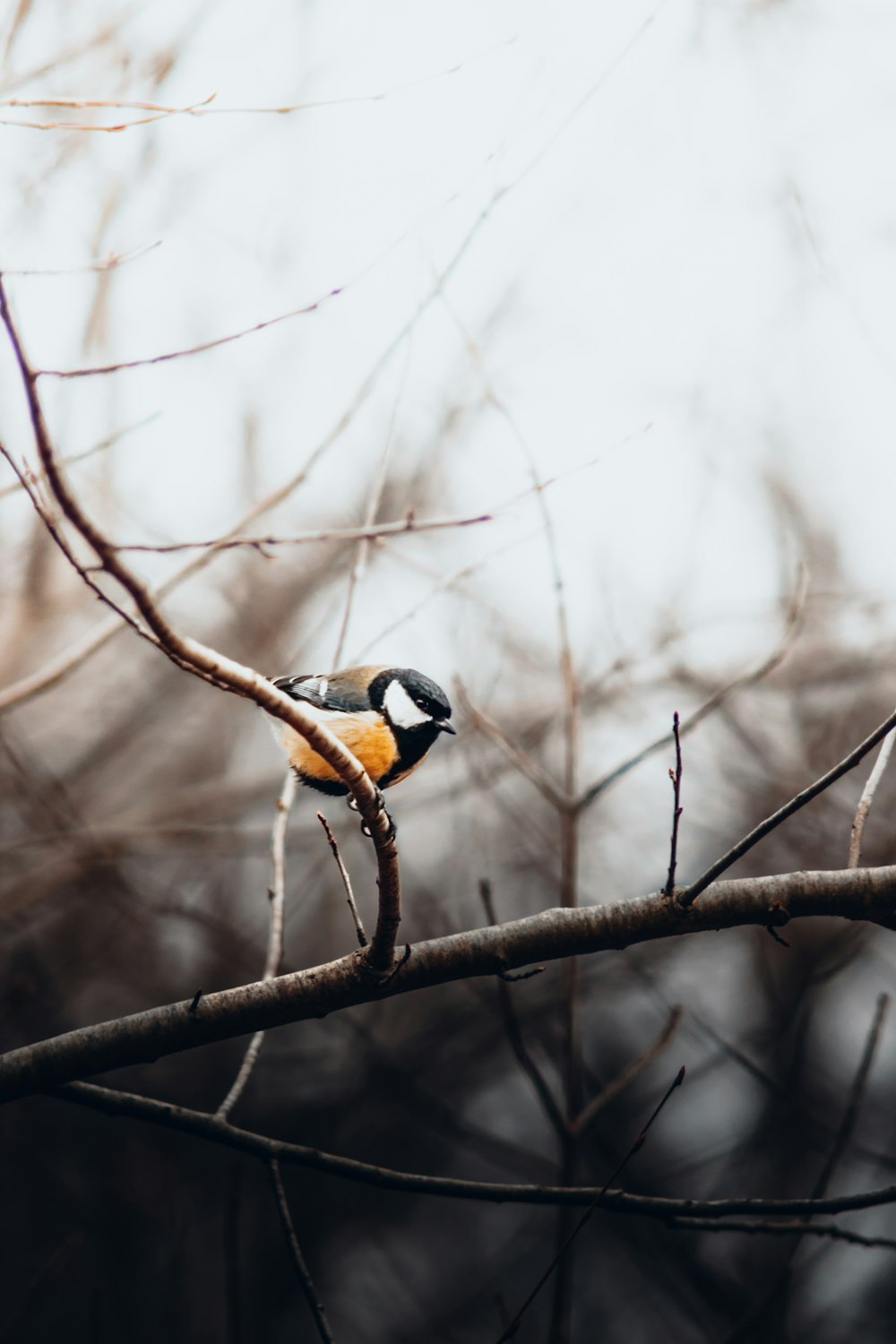 a small bird perched on a tree branch