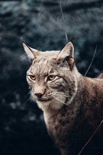 A wild cat with tufted ears, sharp eyes, and a thick fur coat stands against a dark, blurred background. The animal appears focused and alert, with its gaze directed forward.