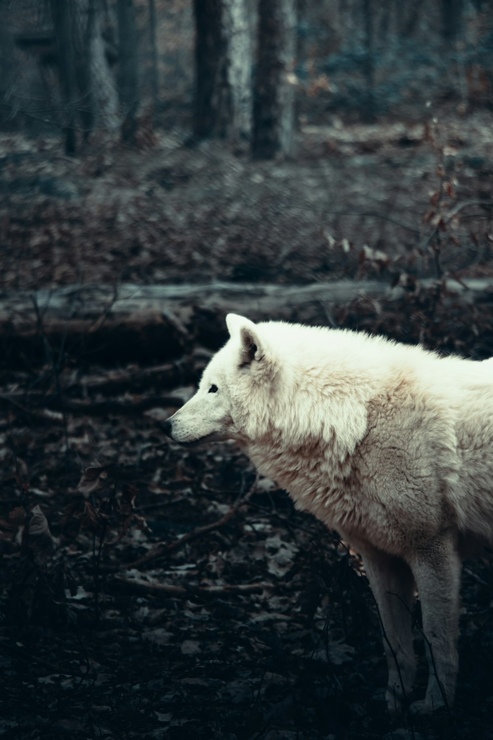 a lone white wolf standing in a forest