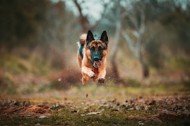 A German Shepherd dog is captured mid-air while running energetically outside. The background is blurred and consists of trees and a natural landscape, suggesting a park or forest setting. The dog's tongue is out, and its focus is straight ahead, indicating movement and excitement.