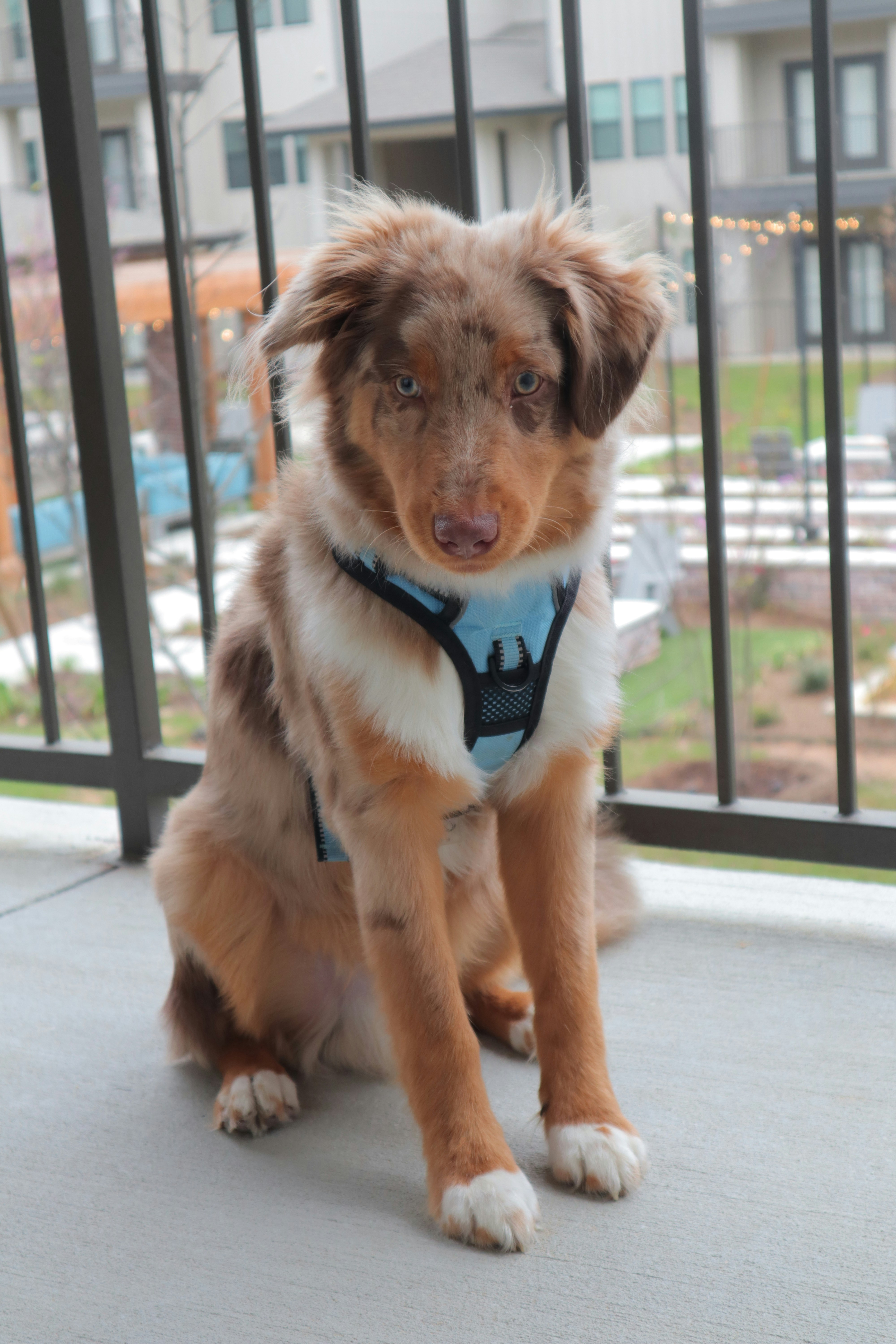 Top Dog Breeds Perfect for Apartment Living