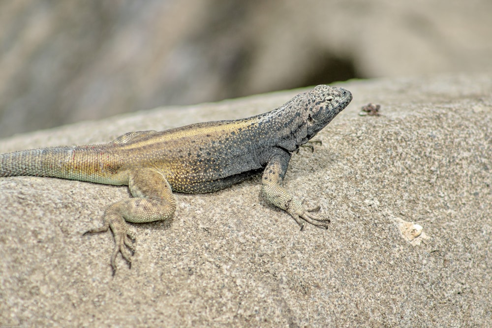 a lizard that is sitting on a rock