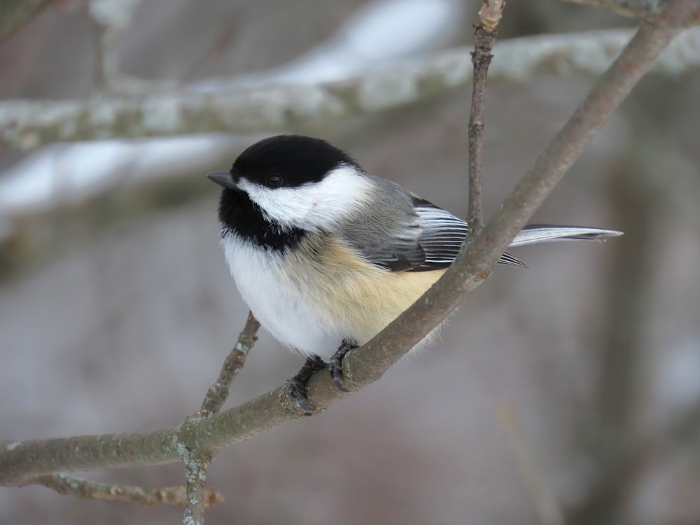 a small black and white bird perched on a tree branch