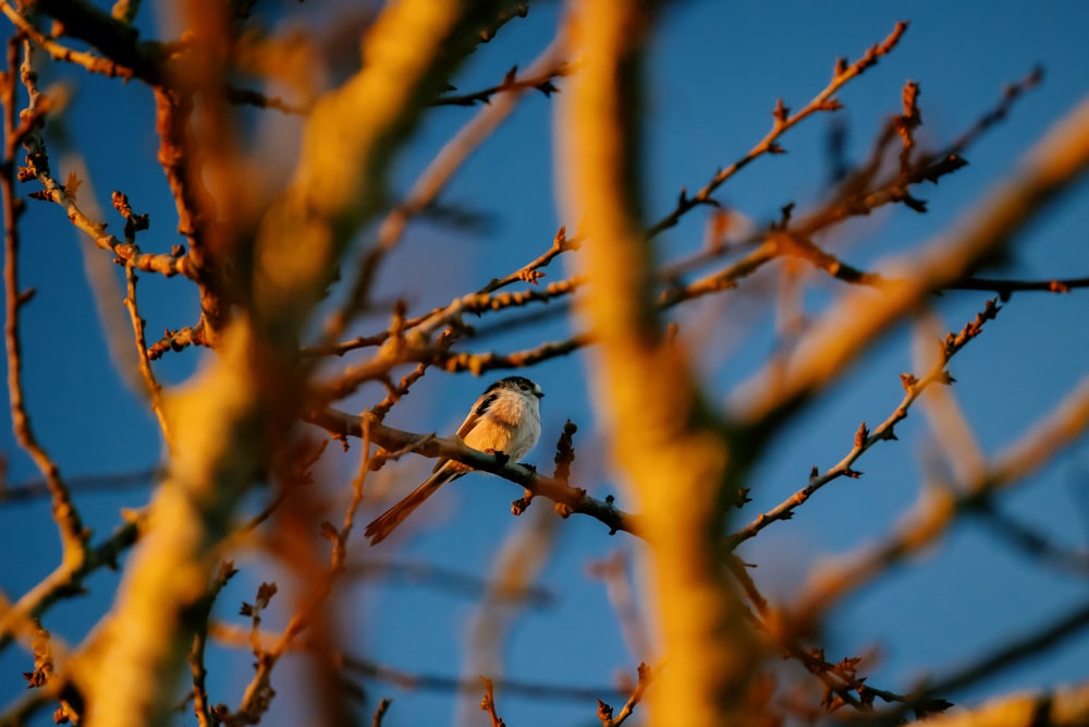 a small bird sitting on a branch of a tree