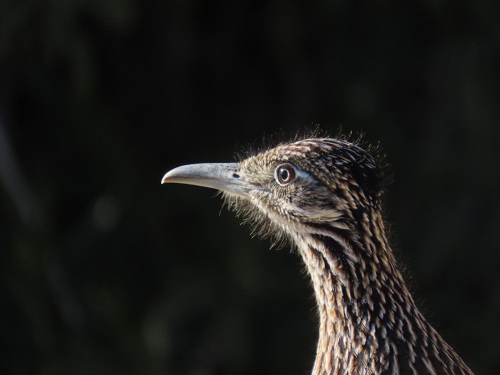 a close up of a bird with a black background