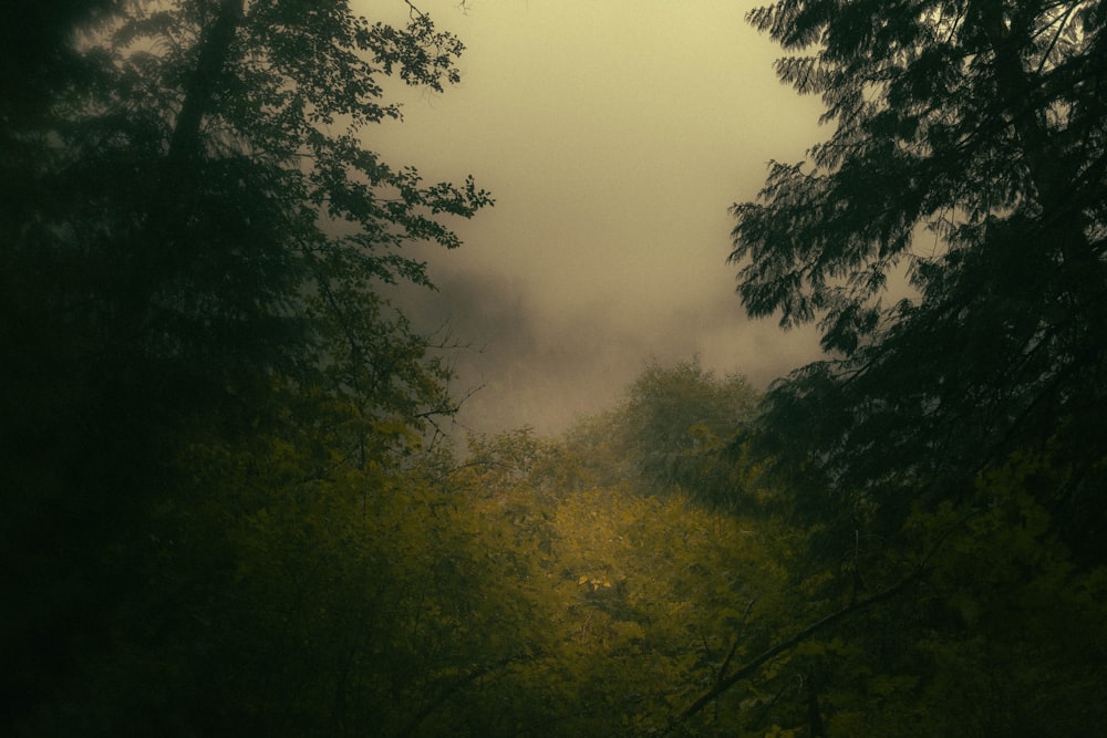 a foggy forest filled with lots of trees