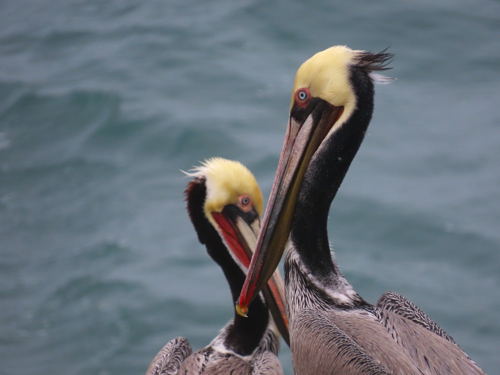 two pelicans standing next to each other near the water