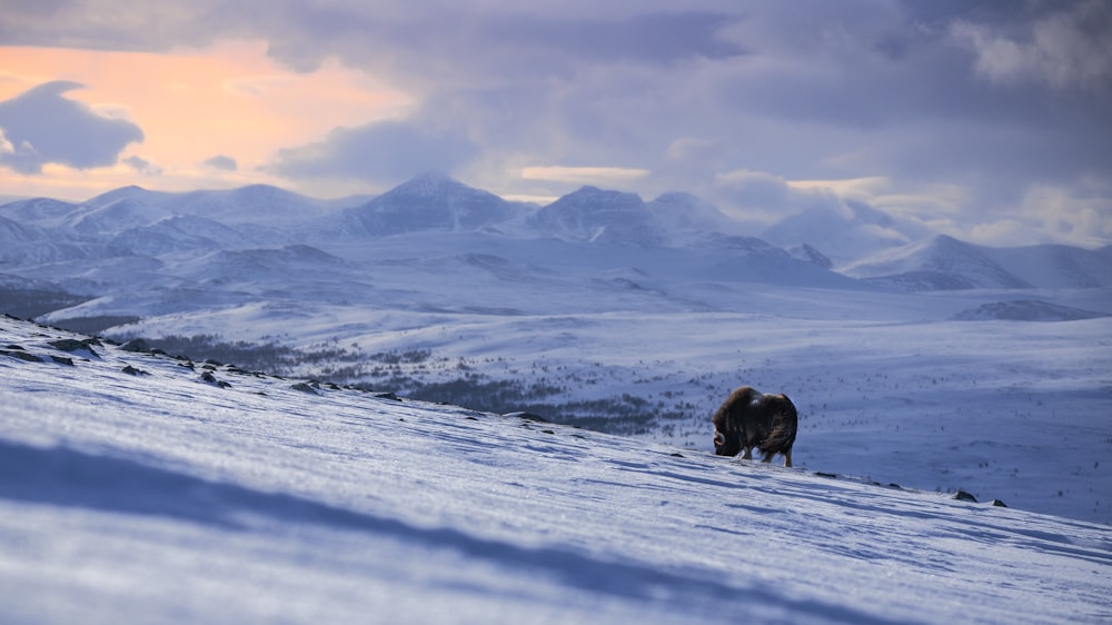 um animal solitário de pé em uma colina coberta de neve