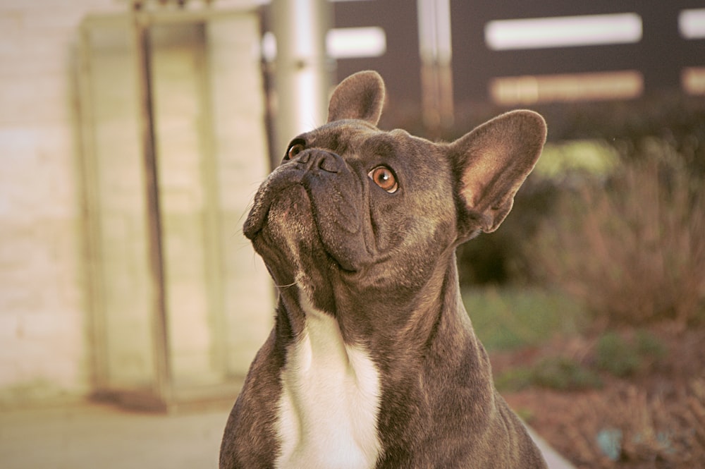 a brown and white dog sitting on a sidewalk