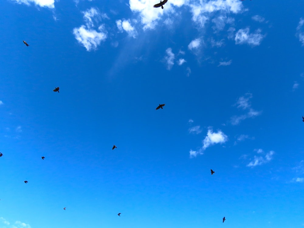 a flock of birds flying through a blue sky