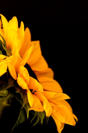 A stark, close-up photograph of a sunflower with sharp shadows and a dark background, evoking a modern art gallery vibe.