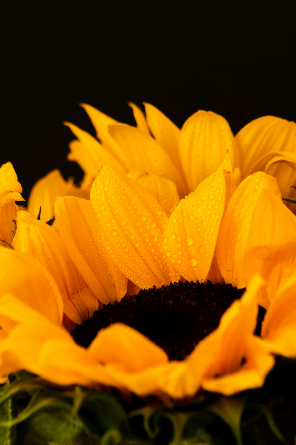 a close up of a sunflower with drops of water on it