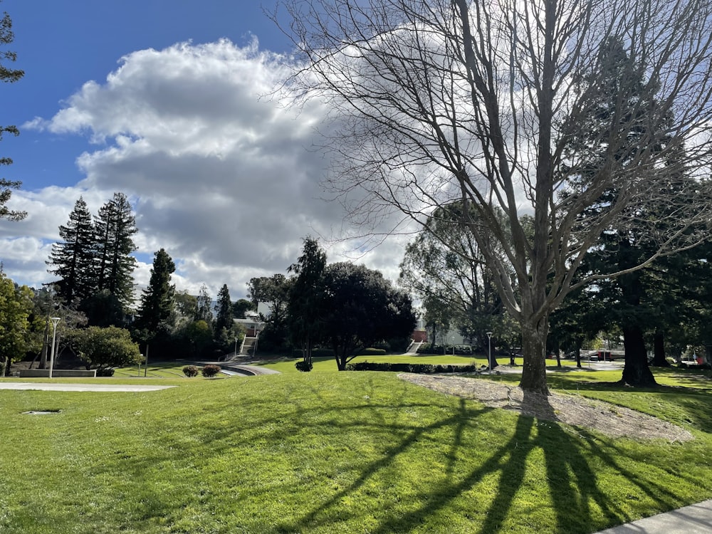 a tree casts a shadow on the grass