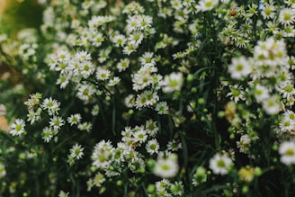 a bunch of white flowers in a field