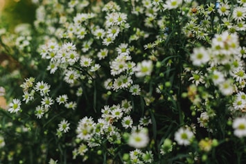 a bunch of white flowers in a field