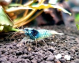 A vivid blue shrimp with intricate patterns across its body is positioned on a substrate of small dark pebbles. The backdrop is an aquatic scene with green leaves and slight water blurring.