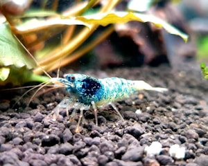 A vivid blue shrimp with intricate patterns across its body is positioned on a substrate of small dark pebbles. The backdrop is an aquatic scene with green leaves and slight water blurring.