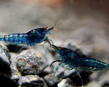 Two small blue shrimp are positioned on a bed of round, smooth stones. Their translucent bodies and delicate antennae are prominently visible against the textured background of the rocks.
