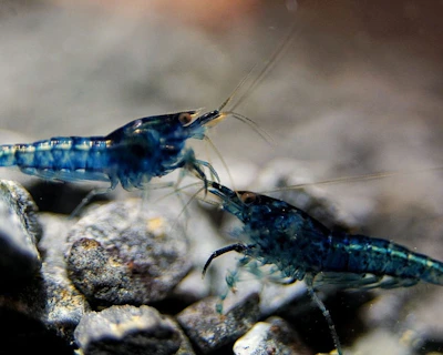 A cluster of lively shrimp crawling on smooth river stones.