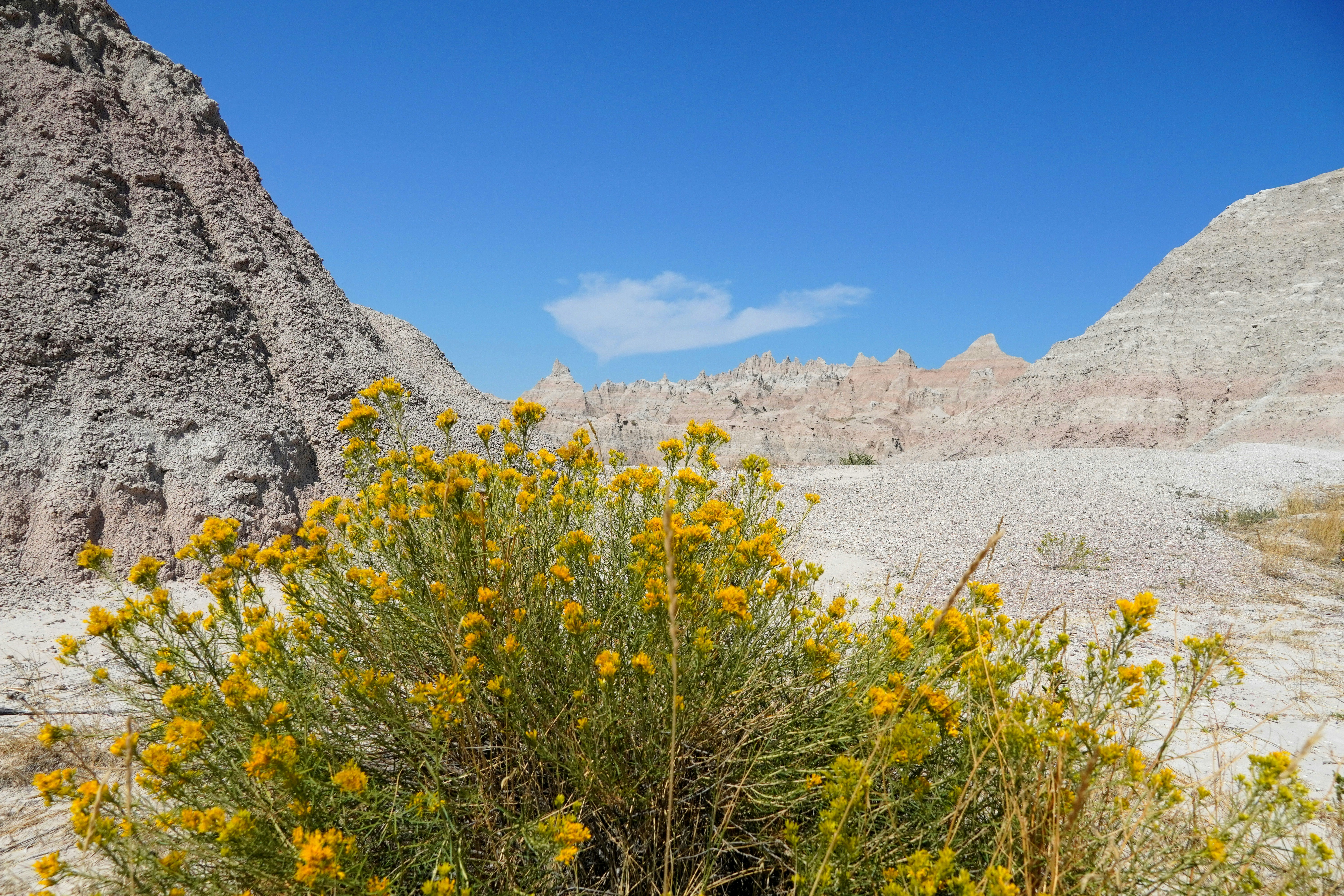 a bush with yellow flowers in the desert