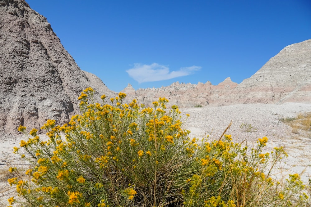 a bush with yellow flowers in the desert