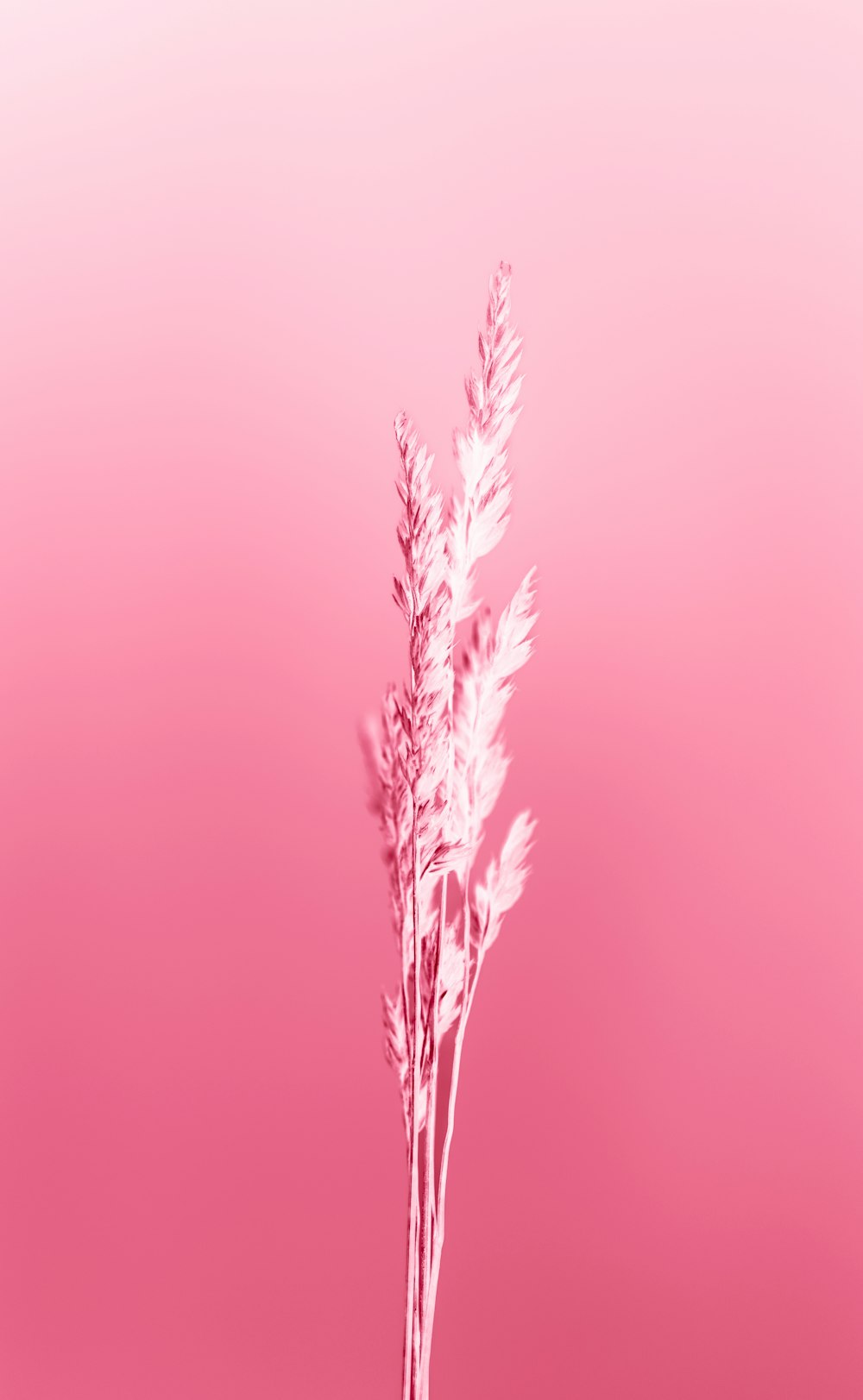a pink background with a plant in a vase