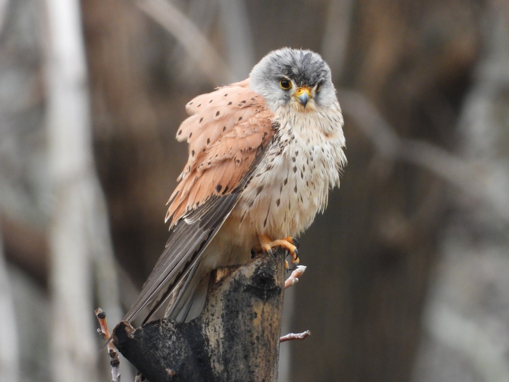 a brown and white bird sitting on top of a tree branch