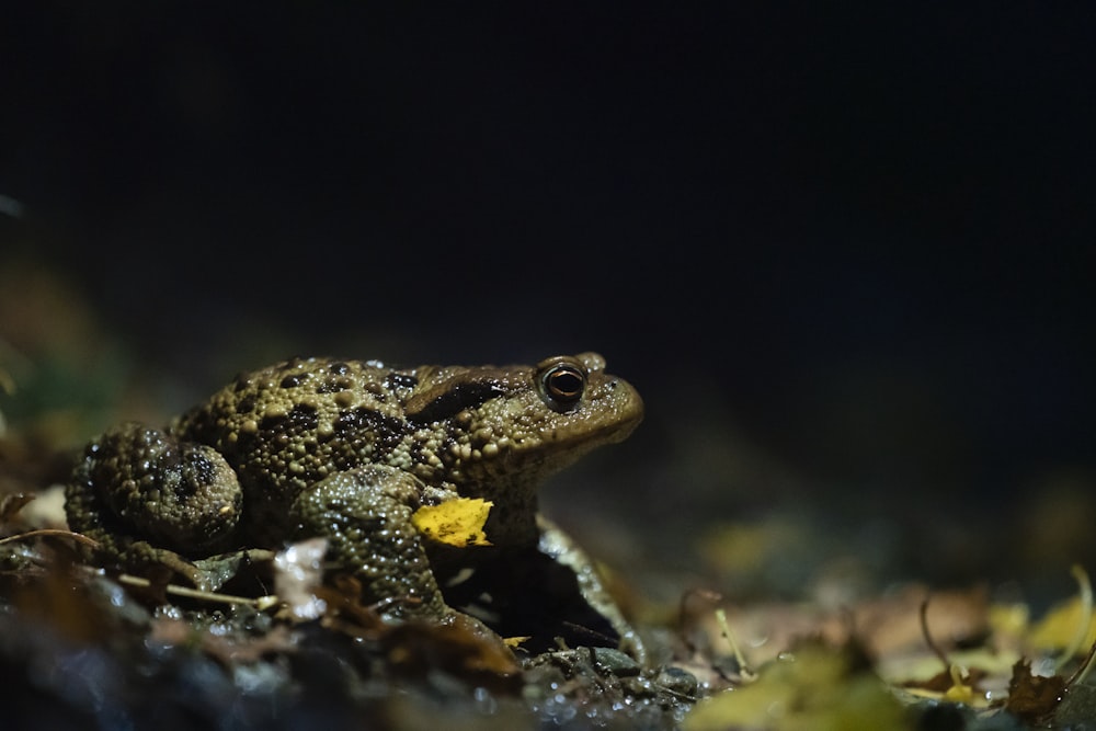 a frog sitting on top of a leaf covered ground