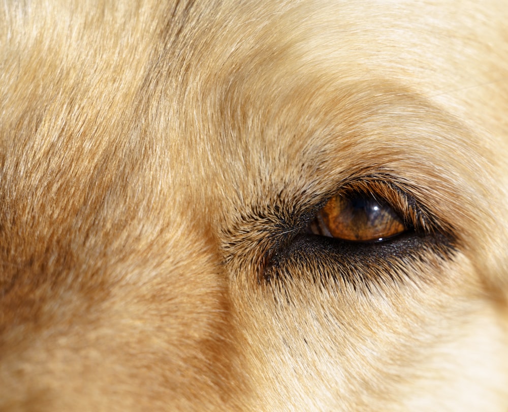 a close up of a dog's brown eyes