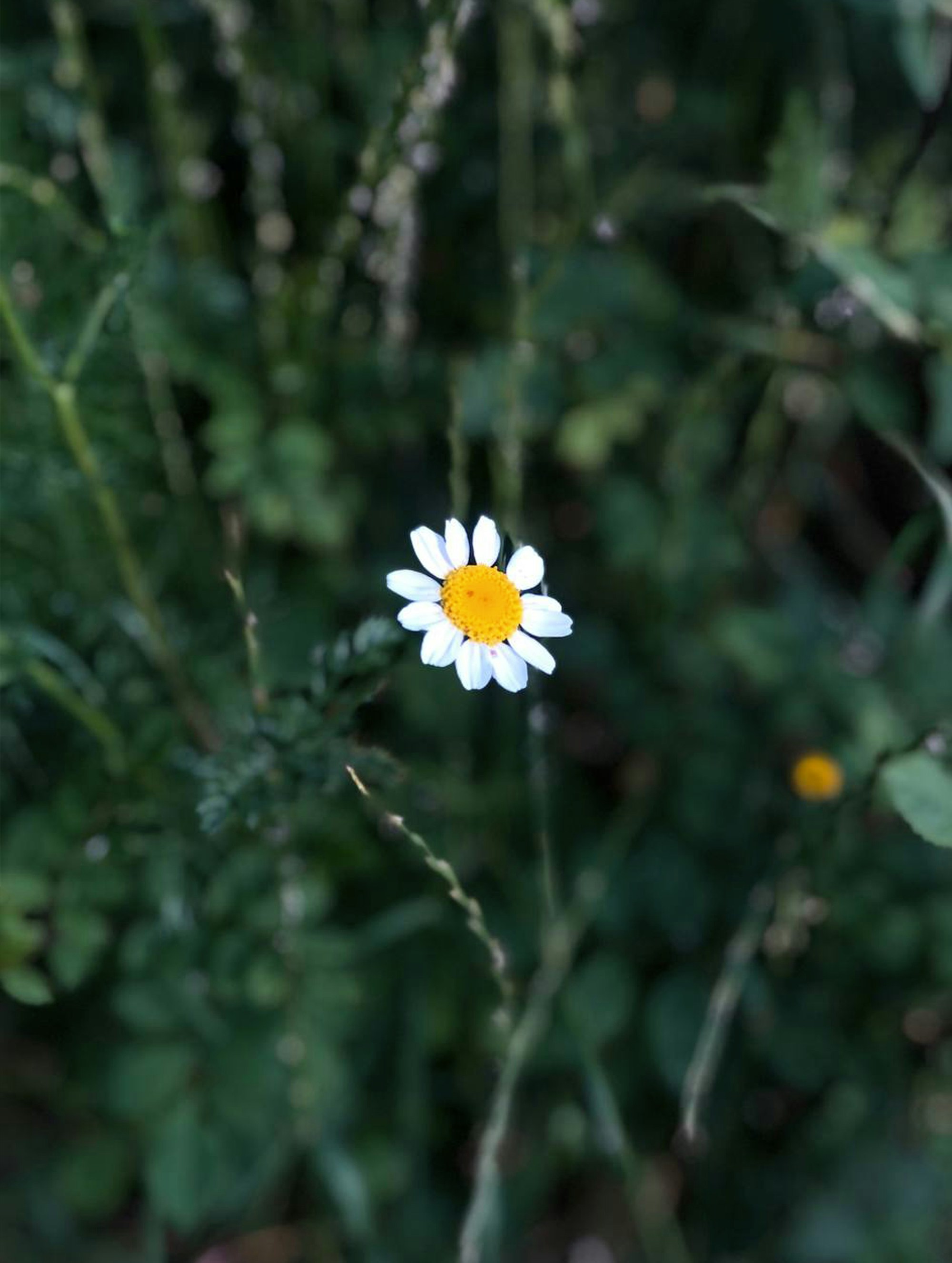 Photo by sanchelllos