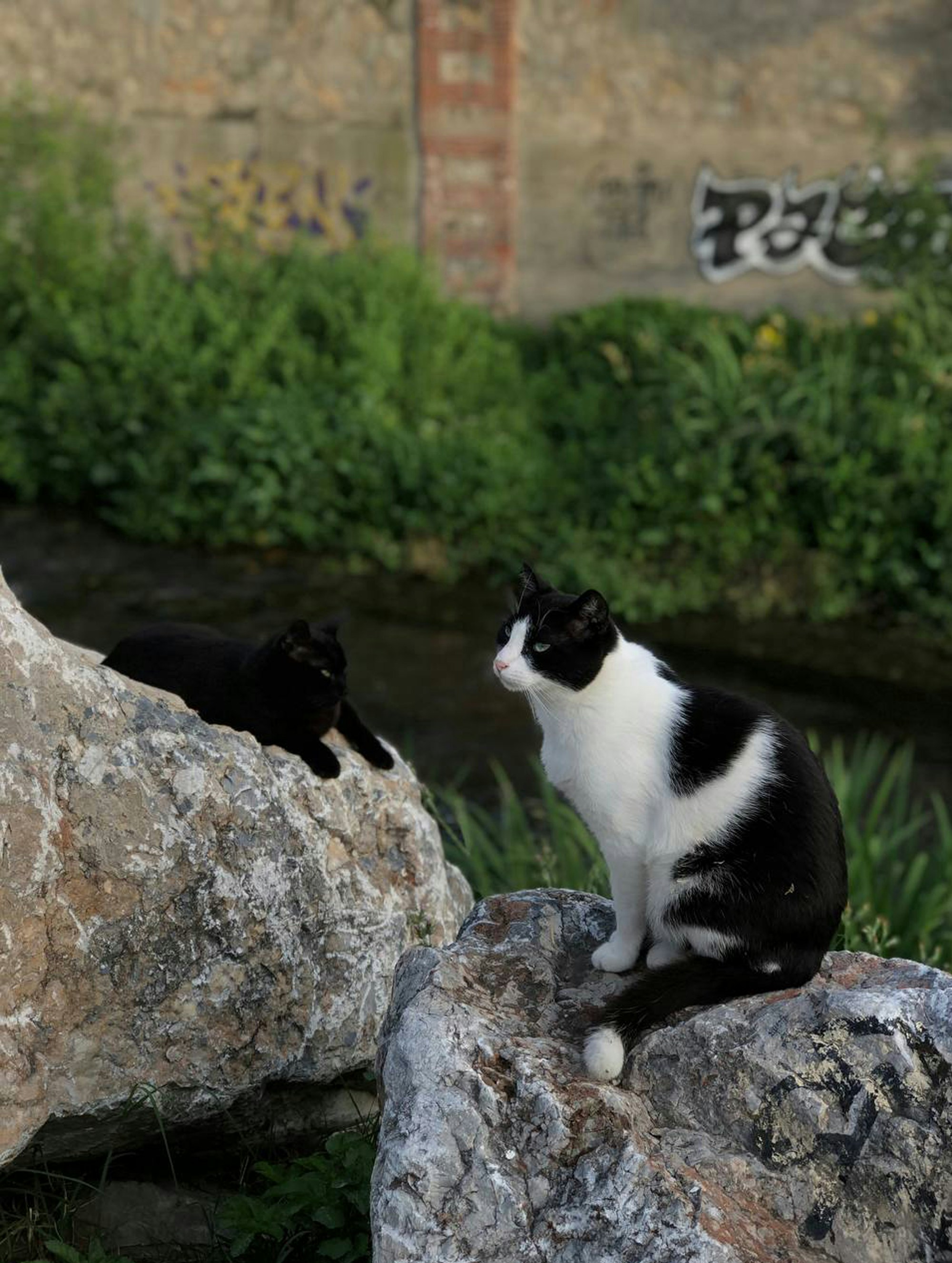 岩の上に座っている黒と白の猫