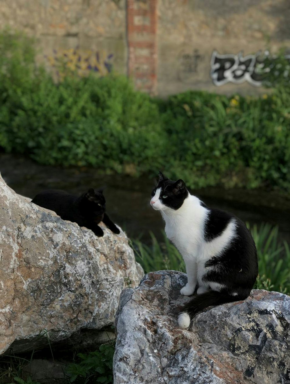 a black and white cat sitting on top of a rock