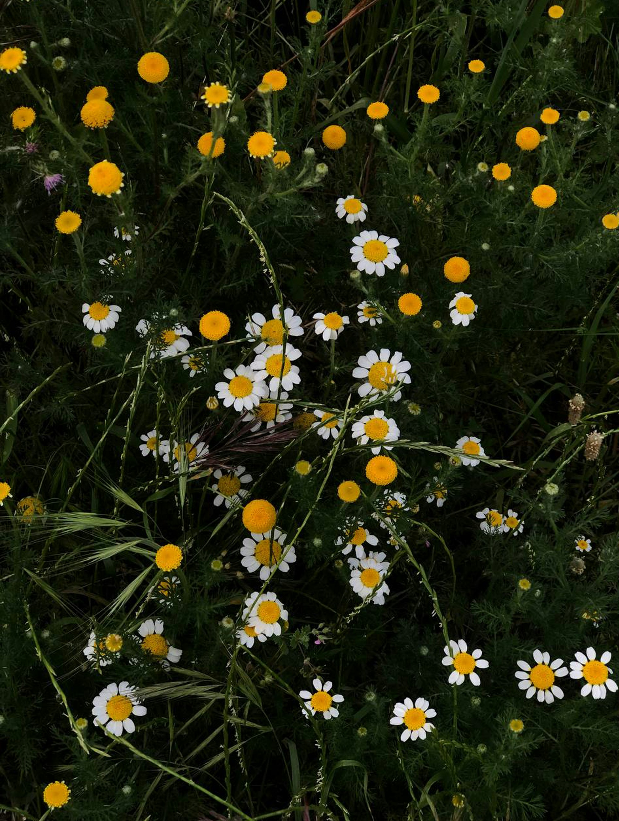 Photo by sanchelllos