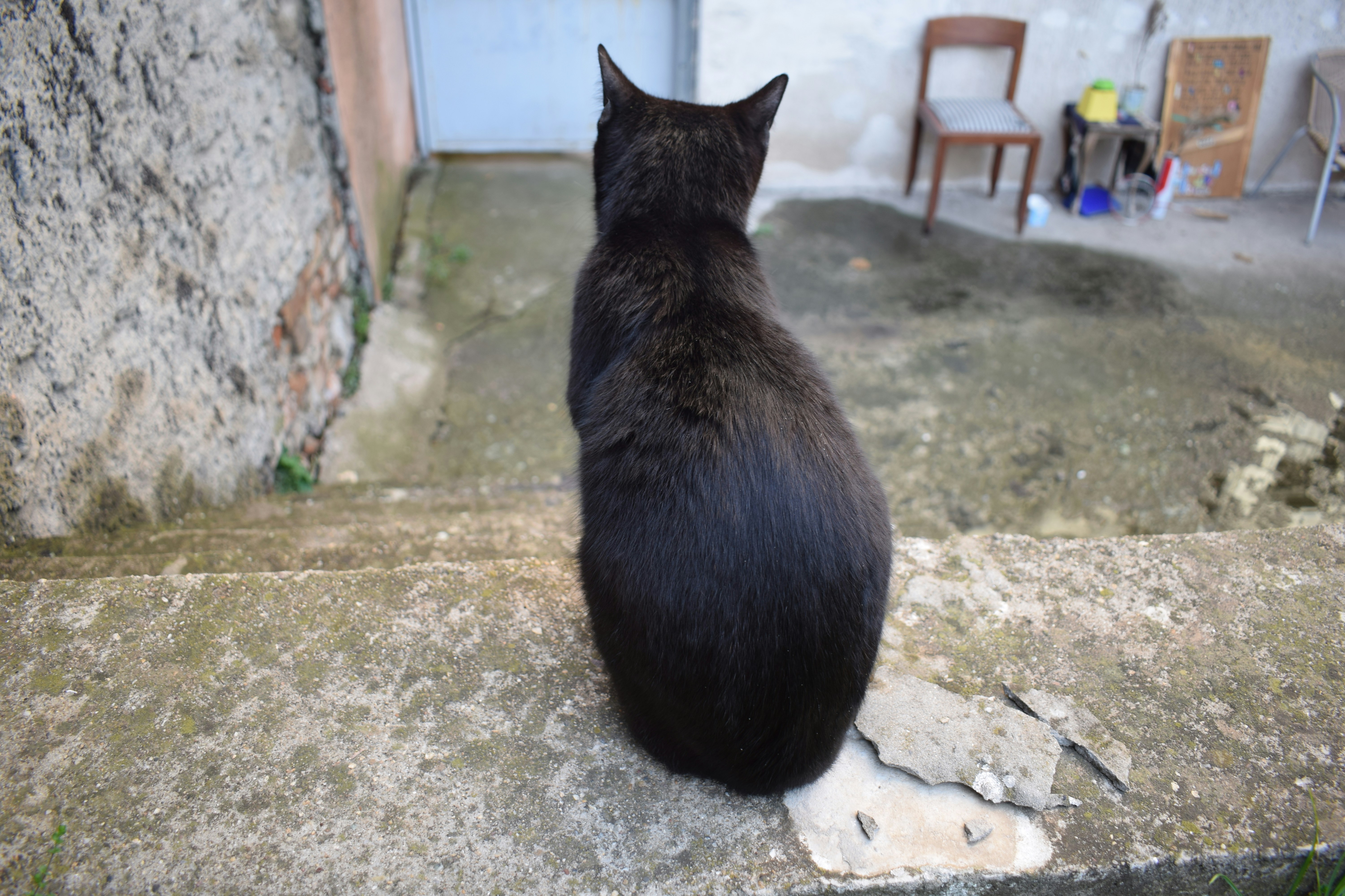 A black cat sitting on top of a cement slab photo – Free Cat Image on ...